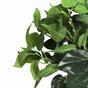 Umetna rastlina Philodendron Cordatum 45 cm