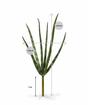 Umetna rastlina Svokrine jeziki 20 cm