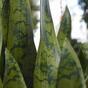 Umetna rastlina Svokrine jeziki 60 cm