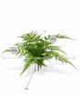 Umetna rastlina Wing 30 cm