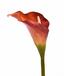 Umetna roža Calla oranžna 55 cm