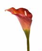 Umetna roža Calla oranžna 55 cm
