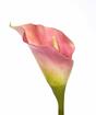 Umetna roža Kala roza 55 cm