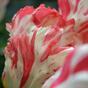 Umetna roža Tulipan rdeče-bela 70 cm
