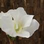 Umetna veja Amaryllis bela 55 cm