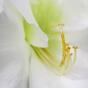 Umetna veja Amaryllis bela 55 cm