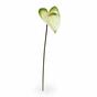 Umetna veja Anthurium belo-zelena 55 cm