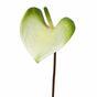 Umetna veja Anthurium zeleno-bela 50 cm