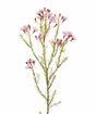 Umetna veja Chamelaucium uncinatum roza 65 cm