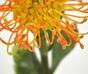 Umetna veja Leucadendron oranžna 60 cm