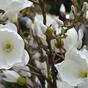 Umetna veja Magnolia krema 100 cm