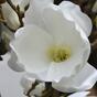 Umetna veja Magnolia krema 100 cm