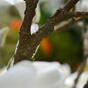 Umetna veja Magnolia krema 100 cm