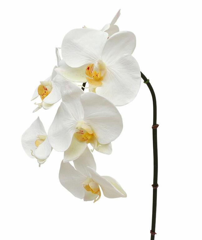 Umetna veja orhideja bela 55 cm