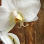 Umetna veja orhideja bela 55 cm