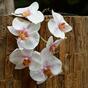 Umetna veja orhideje rožnato-bela 55 cm