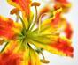 Umetna veja Ponosna glorioza oranžna 65 cm