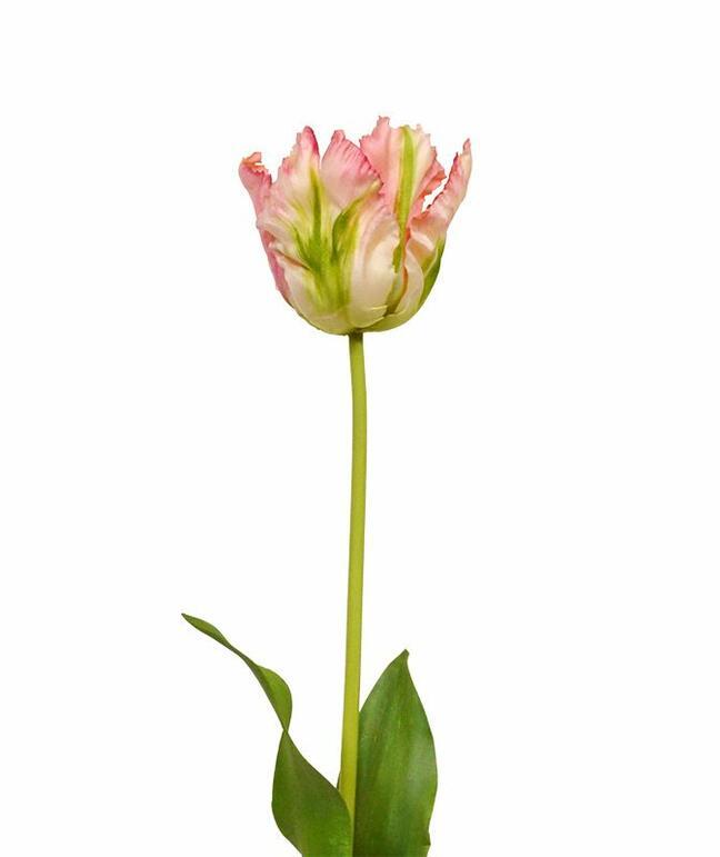 Umetna veja Tulipan zeleno-roza 70 cm