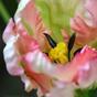 Umetna veja Tulipan zeleno-roza 70 cm