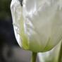 Umetna veja Tulipanova krema 70 cm