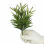 Umetna vejica Dianthus zelena 17,5 cm