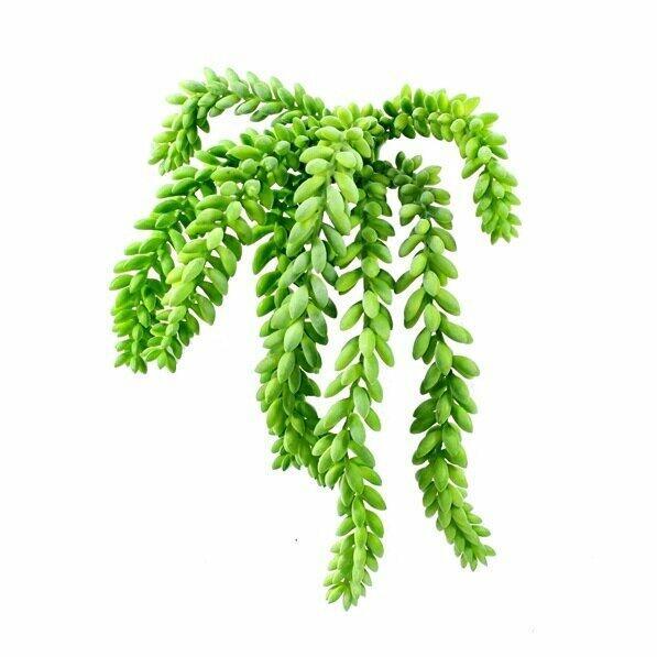 Umetna vitica Morganov Stonecrop 25 cm