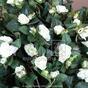 Umetna vitica Rose bela 70 cm