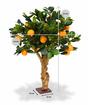 Umetni bonsaj Lemon orange 65 cm
