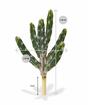 Umetni kaktus Tetragonus 35 cm