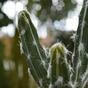 Umetni kaktus Tetragonus 35 cm