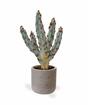 Umetni kaktus Tetragonus Brown 35 cm
