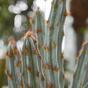 Umetni kaktus Tetragonus Brown 35 cm