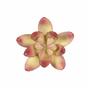 Umetni sočni lotos Crassula Capitella 10 cm