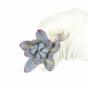 Umetni sočni lotos Eševéria Colorata 10 cm