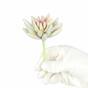Umetni sočni lotos Esheveria bel 10,5 cm