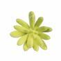 Umetni sočni lotos Esheveria zelen 9 cm
