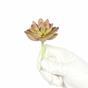 Umetni sočni lotos Graptopetalum 9,5 cm