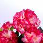 Umetni šopek Geranium svetlo roza 40 cm