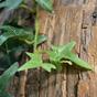 Umetni venec Ivy 180 cm