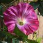 Umetni venec Petunia roza 180 cm