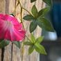 Umetni venec Petunia roza 180 cm