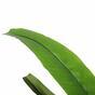 Umetno drevo Heliconia 140 cm
